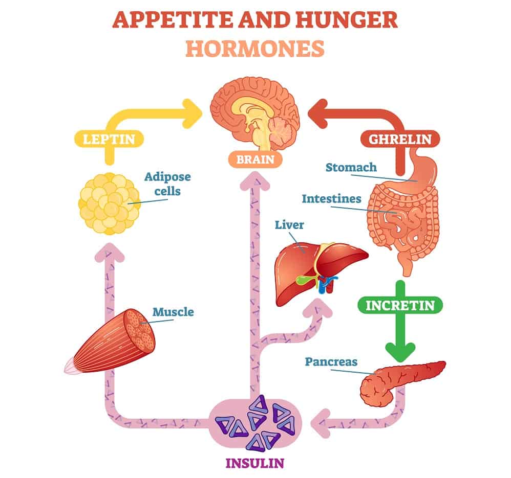 appetite and Hunger Hormones
